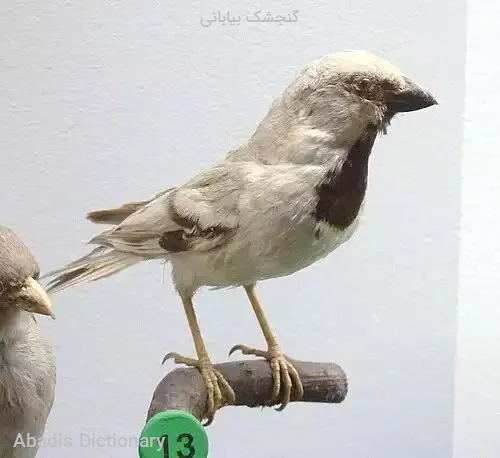 گنجشک بیابانی